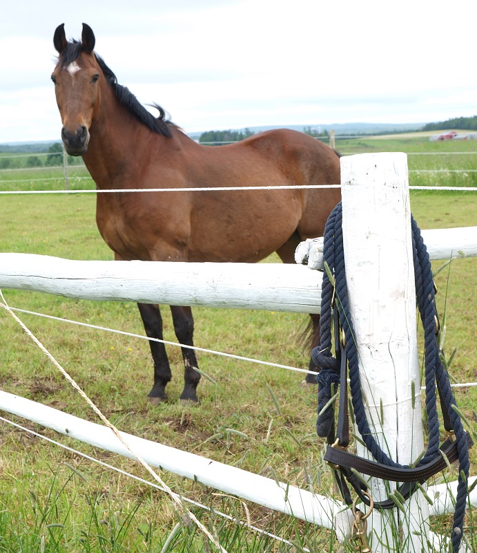 horse fencing basics, horse fence bracing, sturdy horse fence posts, Detailed Single Brace fence Assembly, horse fencing fundamentals, choosing horse fence