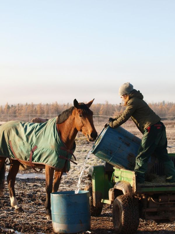 winter horse feed, winter horse nutrition, winter horse forage, winter horse care, seasonal horse care, seasonal horse nutrition, seasonal horse feed, winter equine care, winter equine feed, winter equine nutrition