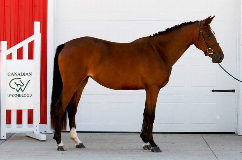 CWHBA Fall Classic Breeders Sale 2020, chelletto z warmblood, meer kat warmblood mare, nikita warmblood filly, abira warmblood yearling, sir peter in florence weanling, inshallah