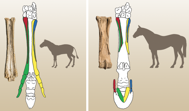Do horses have just one toe or several? do horses have five toes? understanding equine foot