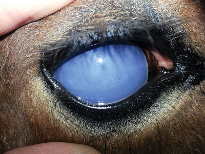 Diseases with Horse-to-Human Transmission, Can you get a disease from your horse? Ringworm horses, equine Rabies, Anthrax horses, diseases horses housed livestock, horses poll-evil, diseases equine veterinarians can catch from horses