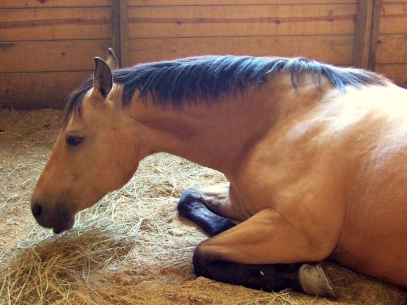 type of horse bedding, stall bedding, wood shavings horse barn, straw bedding equine, peat moss horse bedding