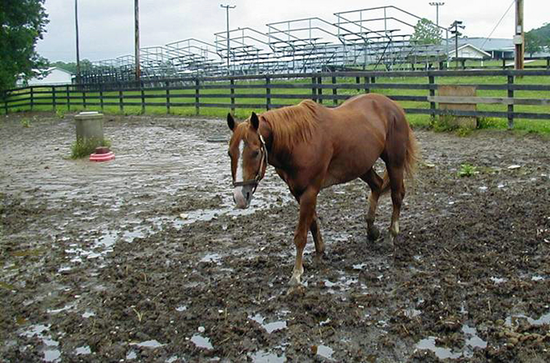 muddy paddock, mud horse, muddy hooves, footing grid, horse sacrifice area, horse paddock, pasture management