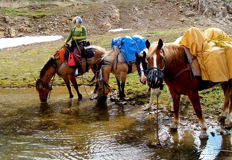Pack horses, pack mules, tania millen, horse jobs pack mule