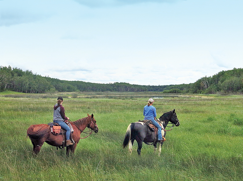 riding with bison in canada, bison in the canadian wilderness, horse riding with bison, Bison in Grasslands National Park