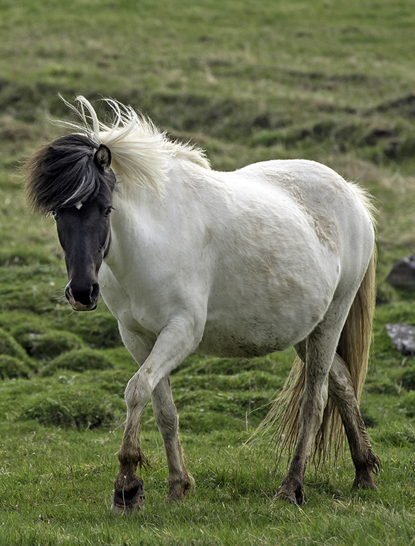 history of icelandic horse, horses in iceland, paula da silva, pictures of icelandic horses, breed characteristics icelandic horse