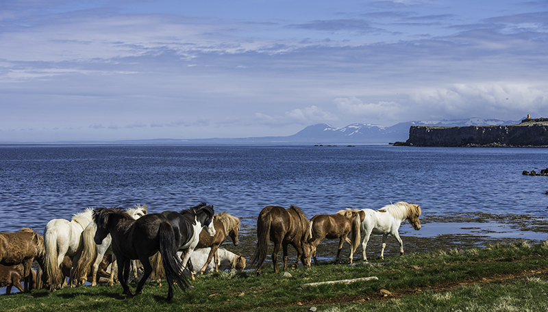 history of icelandic horse, horses in iceland, paula da silva, pictures of icelandic horses, breed characteristics icelandic horse