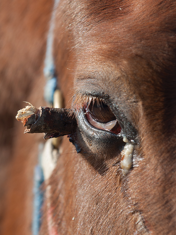 equine vaccinations, horse vaccinations, preventing disease horses, equine guelph, west nile virus horses, equine viral arteritis, potomac horse fever, equine herpesvirus, ehv, equine encephalitis, eee, rabies horses