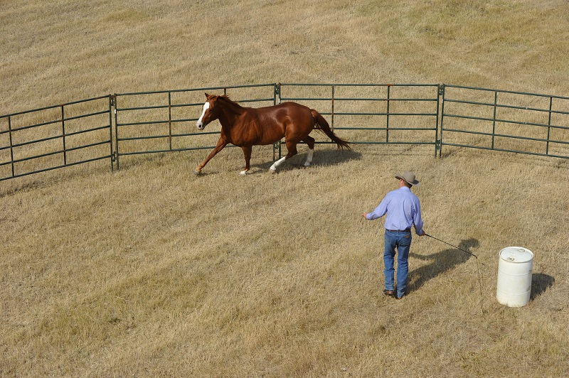 Equine Drive Line, horse drive line, Jonathan Field, anatomy of horse round pen, round pen liberty lesson tips, natural horsemanship