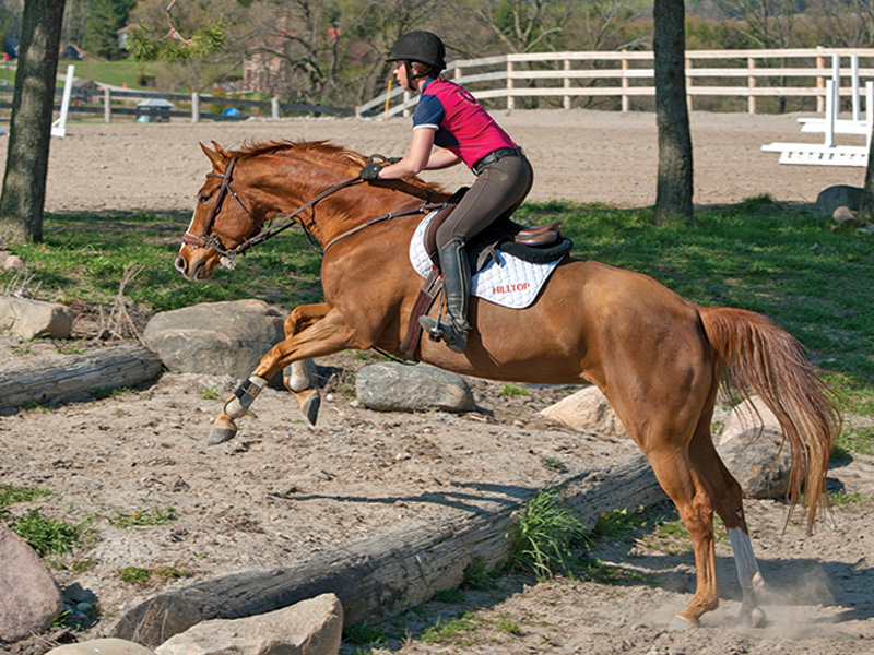 best warm up horse, horse rider warm up, jec ballou equine fitness, balanced horse rider, improve horse fitness
