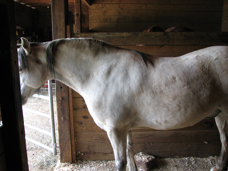 equine metabolic syndrome, ems, cushing's disease, ppid, high insulin horses, overweight horse