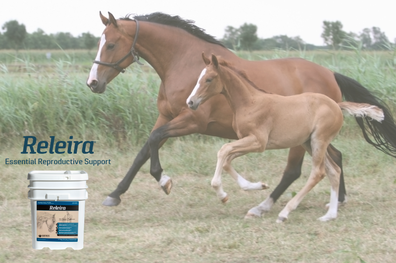 arenus equine nutrition, best equine nutrition products and horse supplements steadfast horse nutrition, colic assurance program arenus, aleira equine nutrition, relaira by arenus