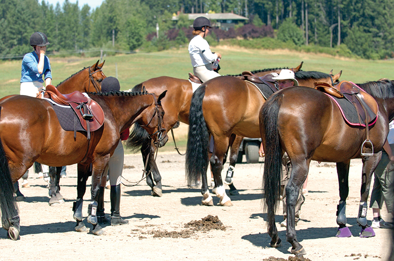 equine biosecurity, equine guelph, preventing horse diseases, protecting horses public
