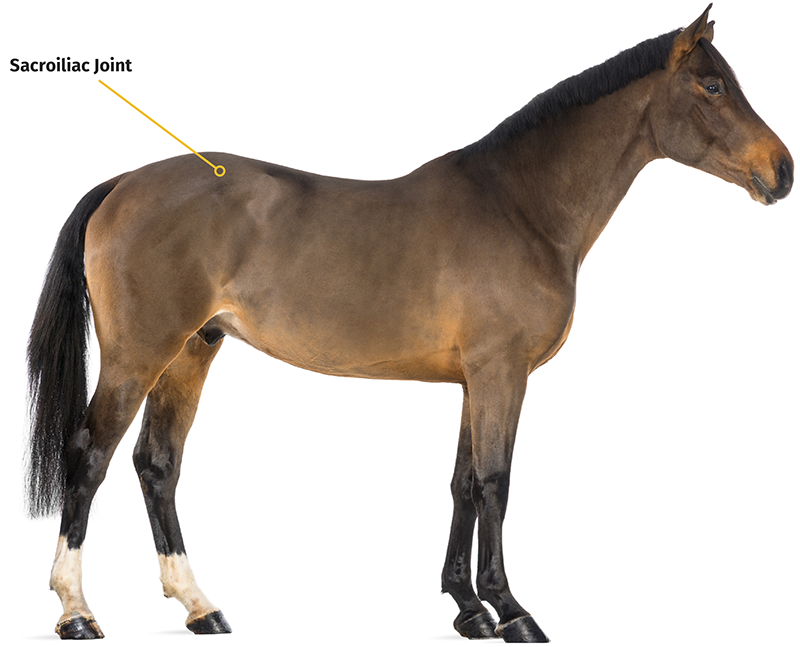 equine spinal problems, equine musculoskeletal system, equine Wobbler Syndrome, equine Neck radiographs, equine Thoracolumbar Spine, equine Pelvic Palpation