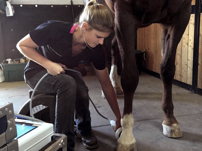 Equine Sports Medicine, eqiune vet Steve Chiasson, DVM, CVMA, What Horses Benefit from Sports Medicine high-performance equine athlete horse chiropractic, equine lameness evaluation, regenerative therapy horses aquatic therapy
