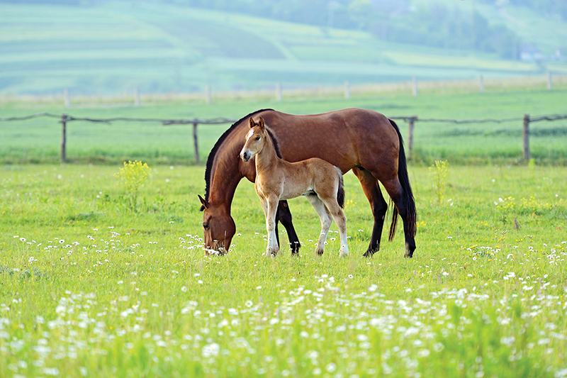how to vaccinate horse, spring equine vaccinations, why vaccinate horse, equine dentists, why do horses need dental care, equine dentist visit, parasite control horse, deworming my horse, euqine soundness evaluation, spring vet visit horse, how to care for my broodmare, equine reproductive examp, dr. lauren macleod delta bc