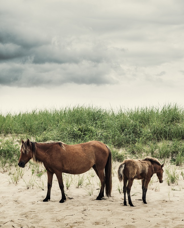 sable island horses, margaret evans, endangered equine species, endangered horses, wild horses
