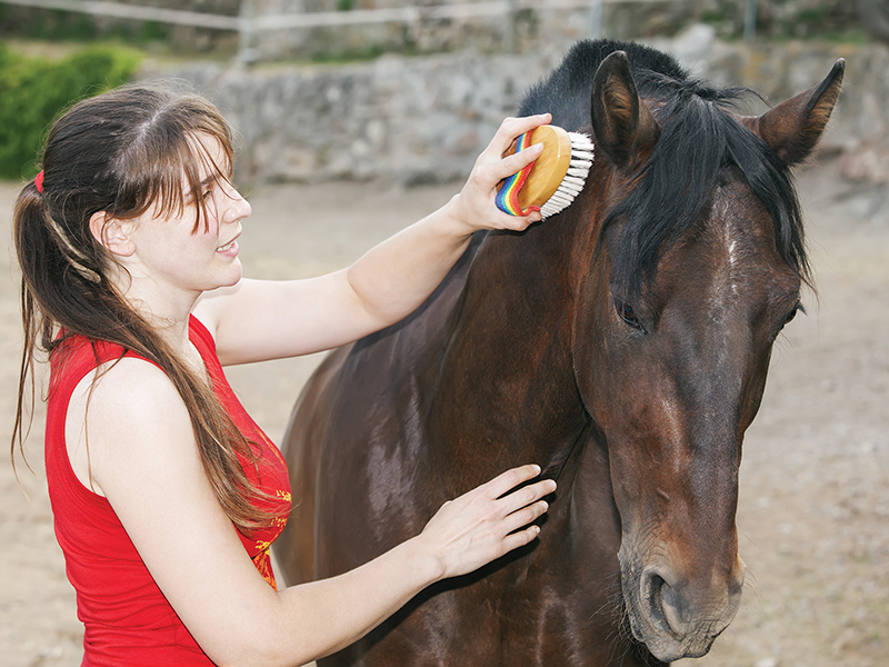 are horses sentient beings? do we need to ask consent to ride horses, alexa linton, should we domesticate horses?