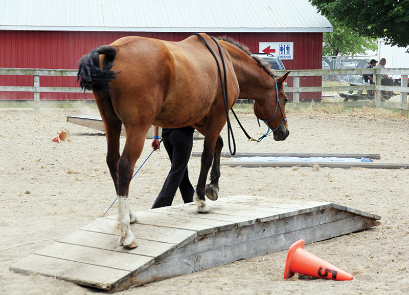 horse stretches, carrot stretches horses, help horse supple, jec ballou, groundwork for horses