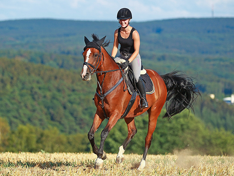 how do i canter my horse, preparing a horse to canter, ways to canter, jec ballou horse training, types of equine gaits, benefits of cantering horse