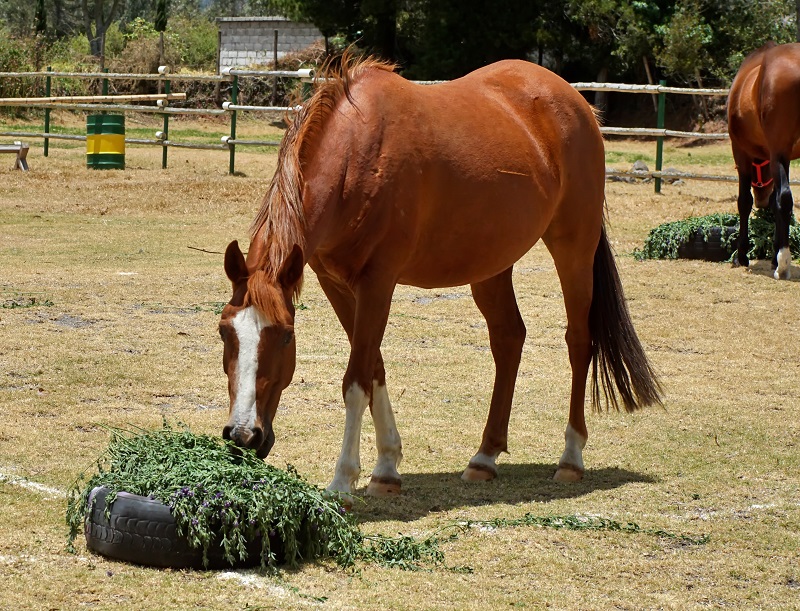 equine enteroliths, pebbles in manure, horse manure stones, colic causes horses, should i feed alfalfa to my horse?