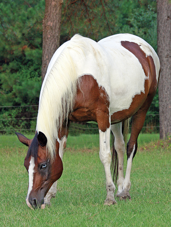 jec ballou horse trainer, rehabilitating horses, exercises to help horses, equine lameness rehab, horse postural muscles, grazing horses, equine fitness