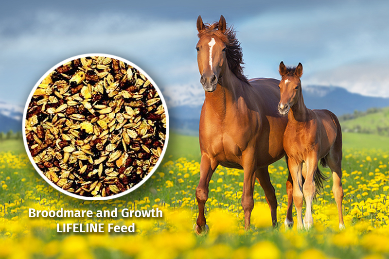 Otter Co-Op Horse Feed for mare/foal, Lifeline feeds