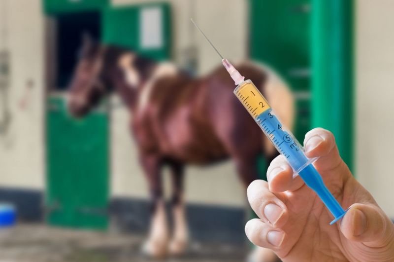Over the course of a year, most horses make enough sharp enamel points to warrant a dental float. Light sedation during the dental exam allows for a more thorough inspection of gums and teeth for abnormalities.
