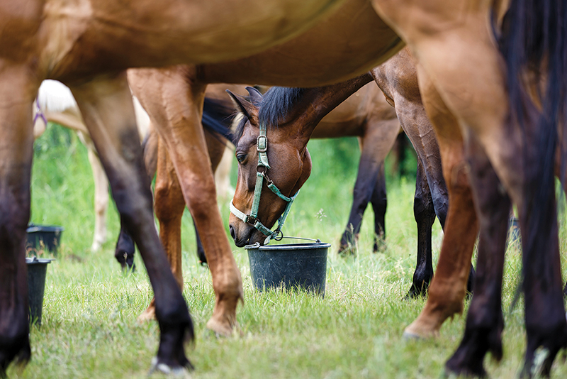 how to determine good hoof health, are my horse's hooves healthy, how to achieve healthy hooves, biotin promotes good hoof health 