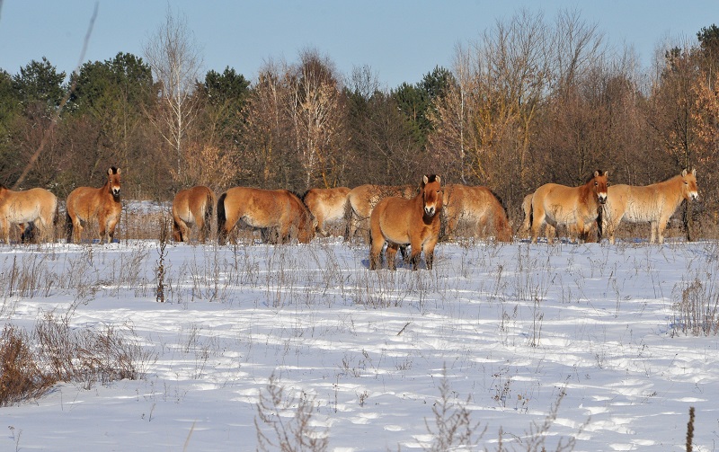 Przewalski Horse, are Przewalski Horses wild?, evolution of Przewalski Horse, Przewalski Horse Chernobyl