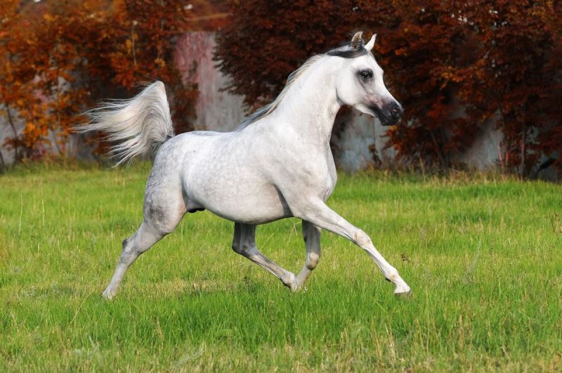 Arabian Horse Genome, arabians thoroughbreds, genetics of arabians