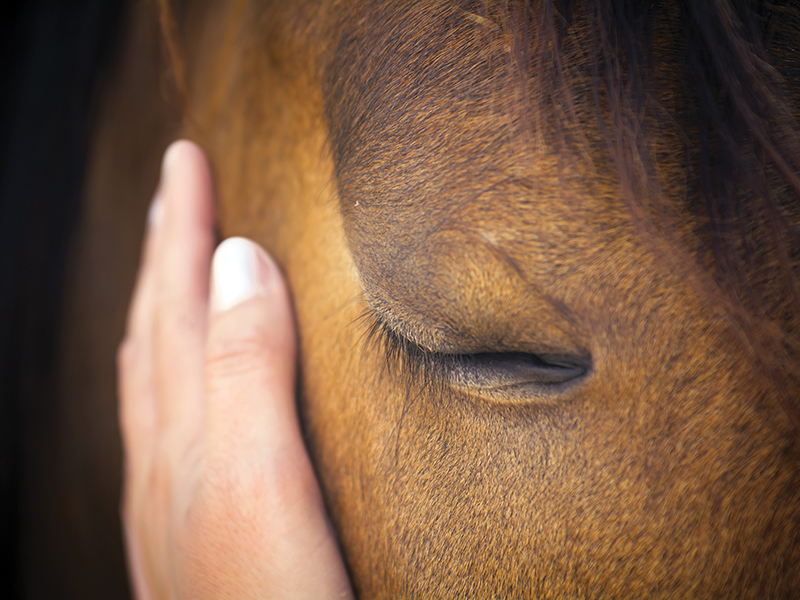 are horses sentient beings? do we need to ask consent to ride horses, alexa linton, should we domesticate horses?