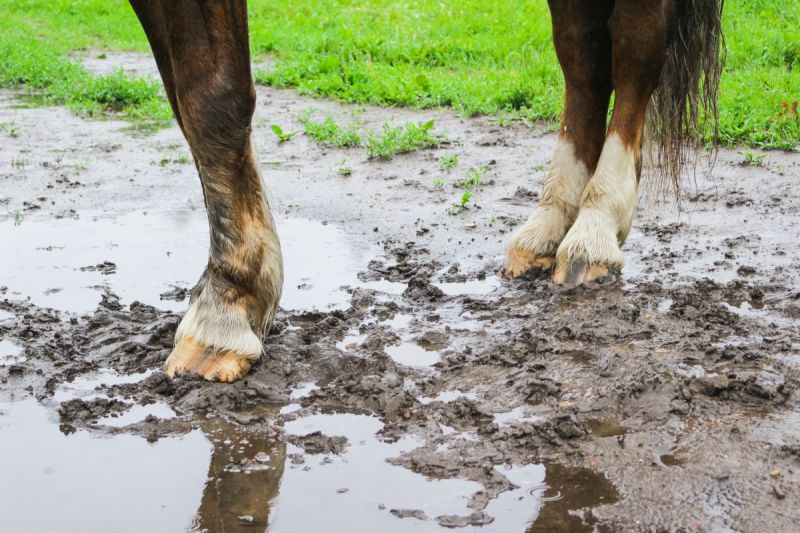 how to keep horse hooves healthy, shane westman farrier, uc davis veterinary hospital, how often hore hoof trim