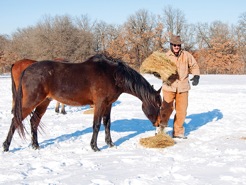 Does how often should the vet see my horse? How often should the farrier see my horse? how to deworm horse, when to vaccinate horse, preventing sweet itch horses, how much water horse need, steve chiasson