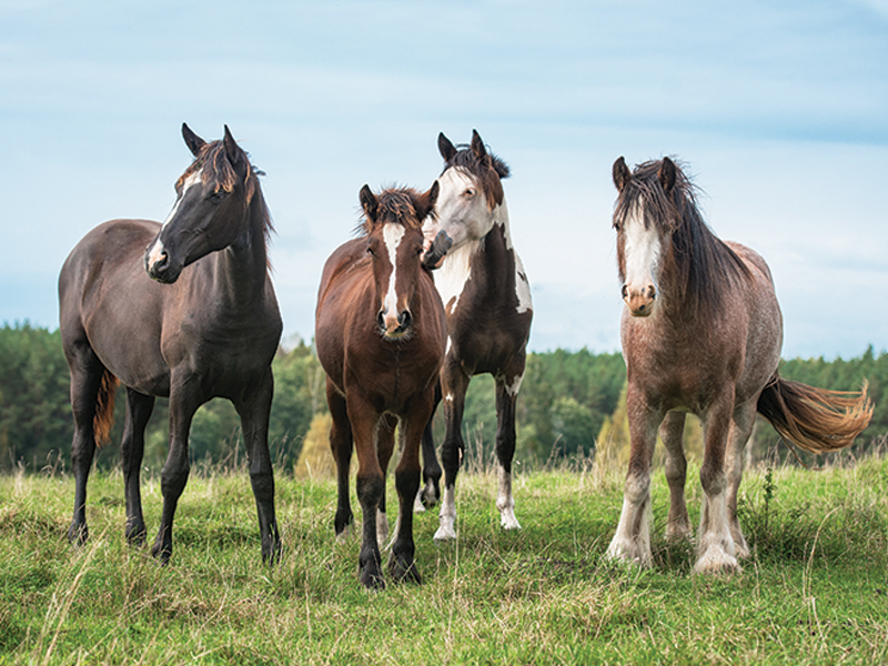 feeding the growing horse, how to feed a foal, filly feeding a colt, shelagh niblock, nutrition for young horse