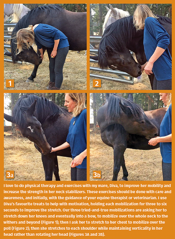 Equine neck; equine cervical vertebrae, intervertebral joints, equine Nuchal Ligament