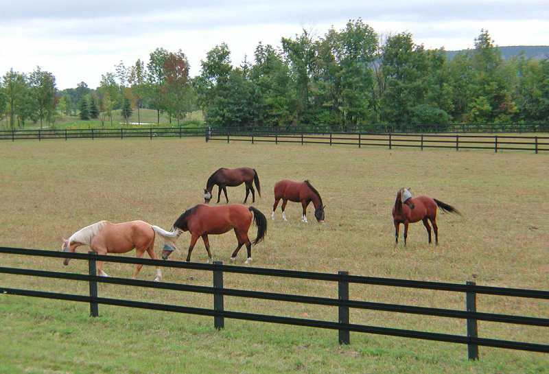 Safe horse fencing options, effective horse fencing Options, what makes a good horse fence, choosing effective horse fencing, choosing quality eletrical fencing for horses
