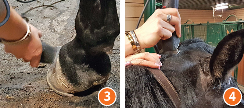 how to properly clip your horse's face, how to clip horse's Bridle, path, how to clip horse's legs