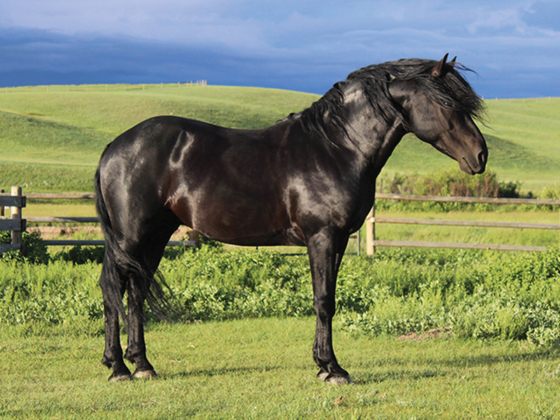 housing stallions, windy coulee canadian horses, coulee dawn, stallions and mares, happy stallion, aggressive stallion