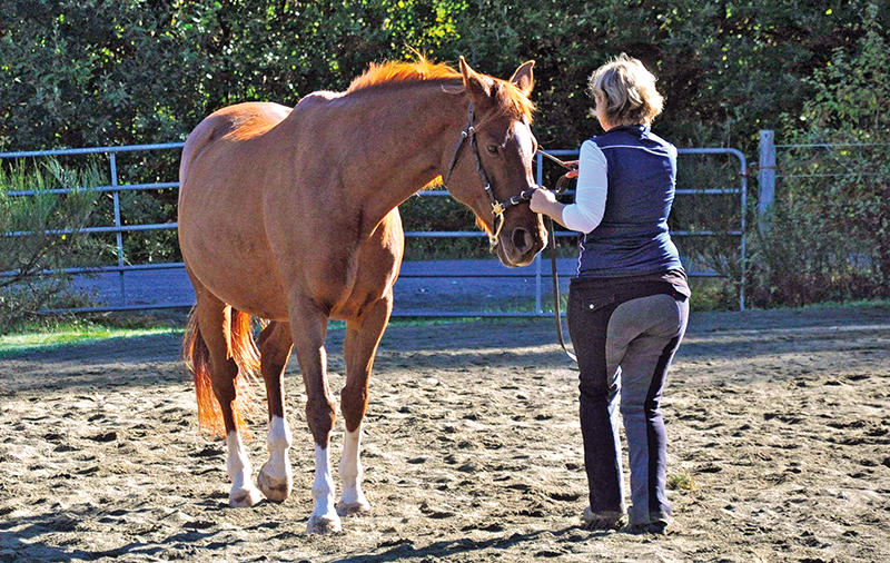 hot to open a horse's thoracic cage, the equine sternum, alexa linton, sports therapy horses, 