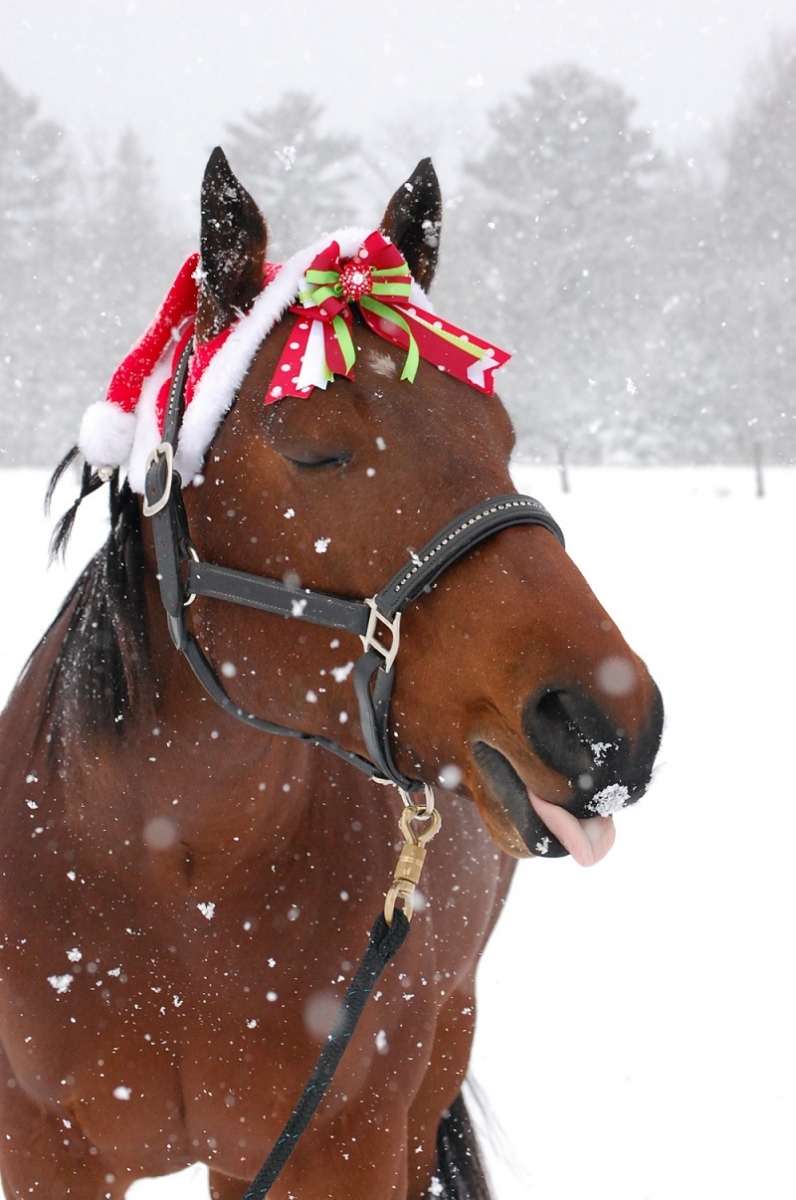 Christmas horse photo contest