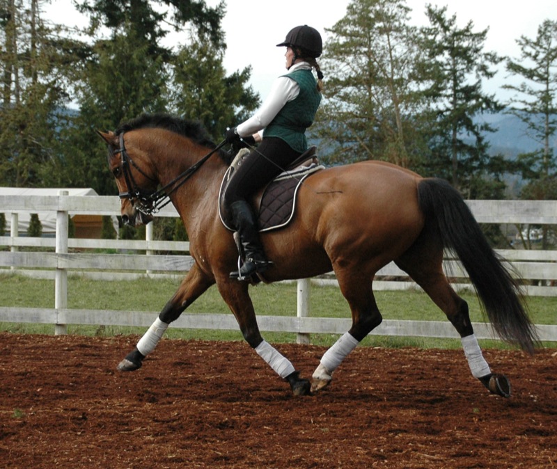 How to Prepare for Piaffe and Passage, Bonny Bonnello, dressage training pyramid apex, equine collection, equine lateral work, horse half-halt to decreased stride