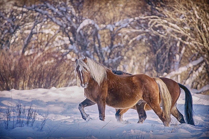 Alberta’s Wild Horses, The Wild Horses of Alberta Society (WHOAS) June Fox, FotosbyFox