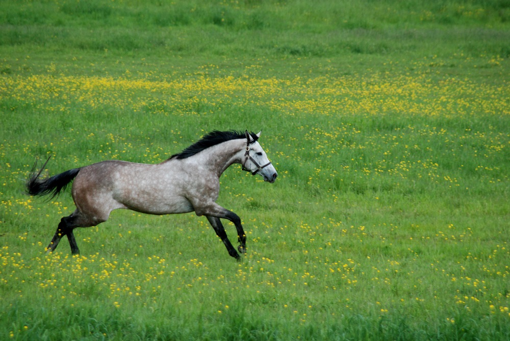 horse galloping in meadow photo contest