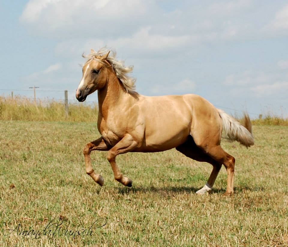 horse photo contest