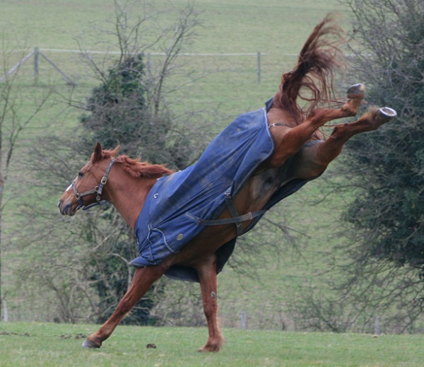 Horse Blanket Leg Straps
