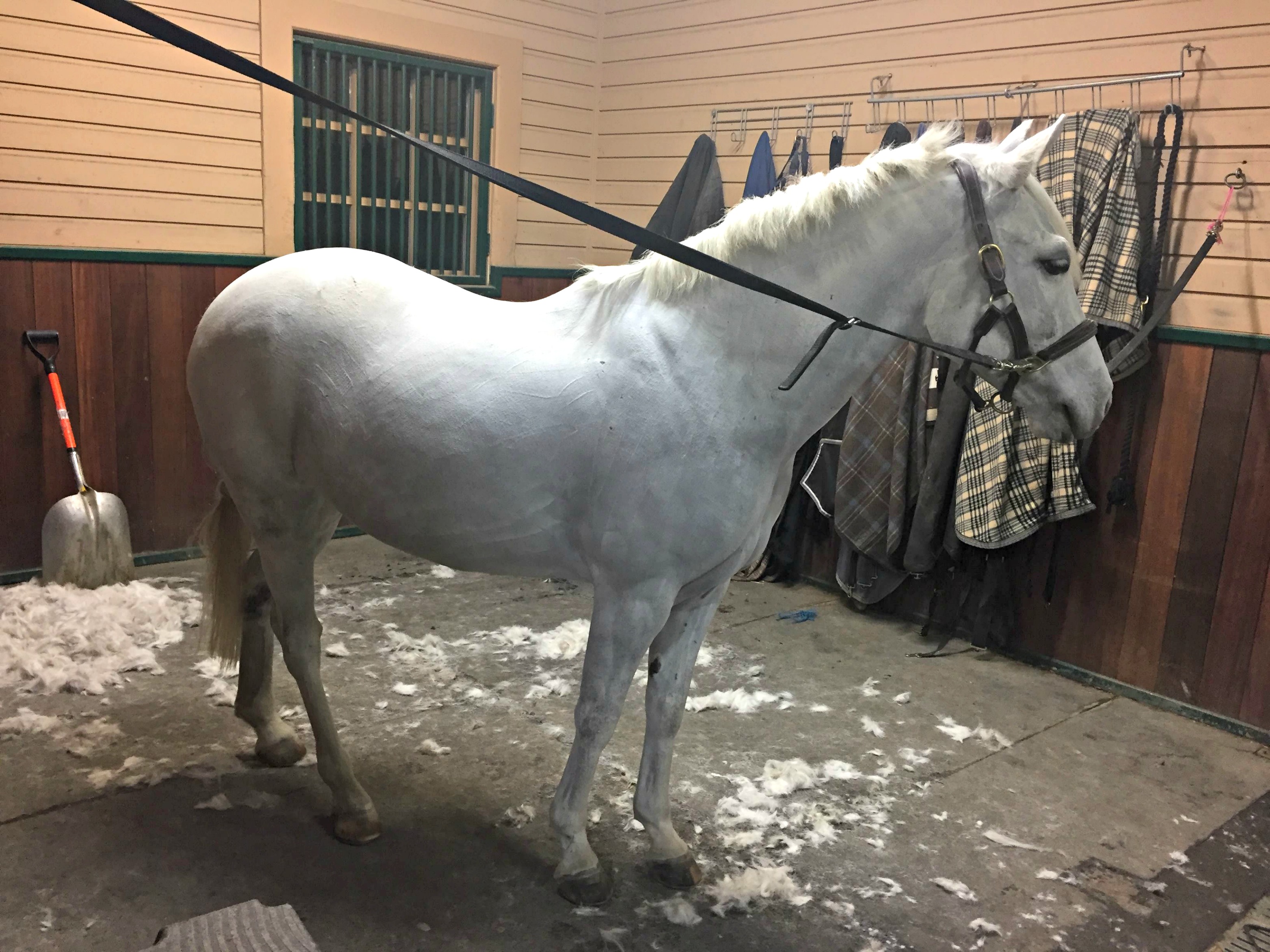 do you clip your horse in winter?