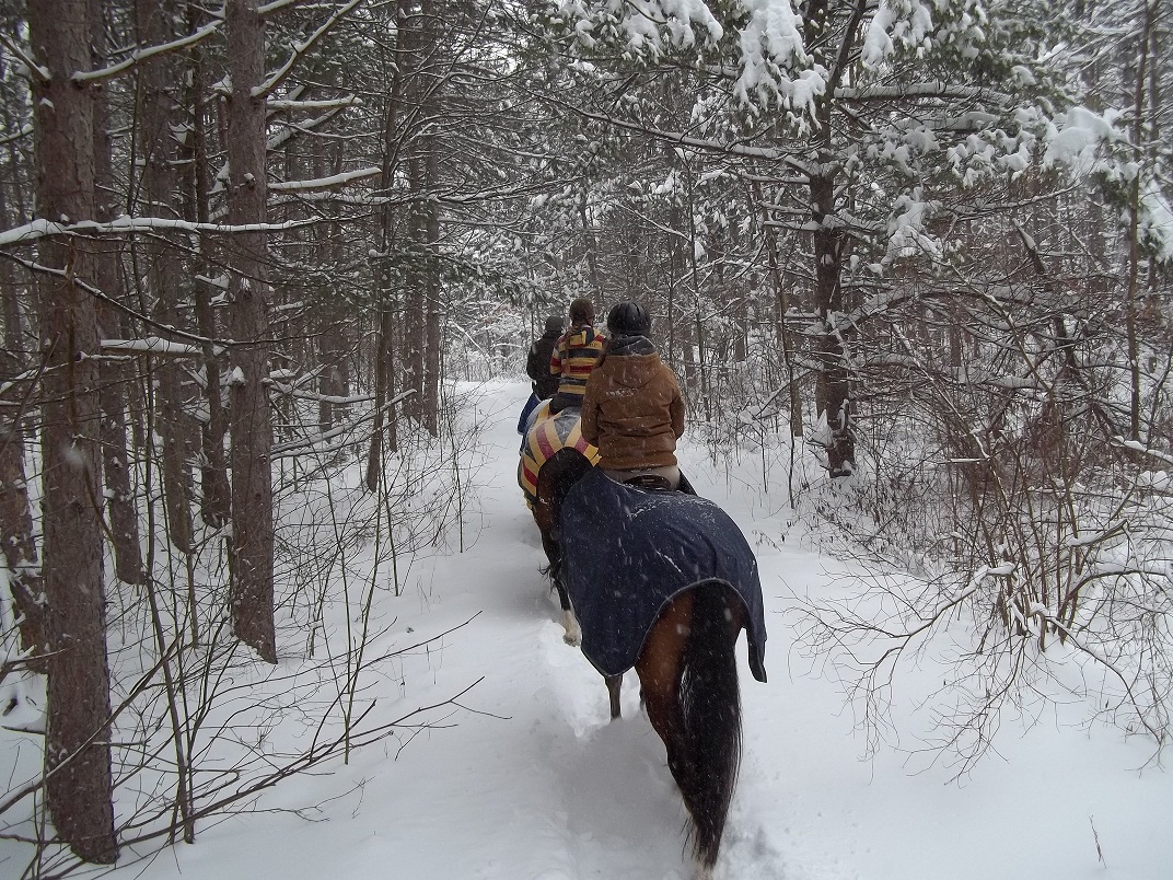 riding in a winter wonderland photo contest horse