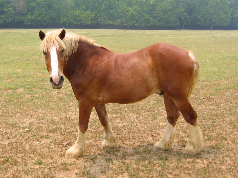 Diseases resulting in Hind Limb Gait Deficits in Horses, stringhalt in horses, Fibrotic Myopathy in horses, Shivers in Horses, Equine Polysaccharide Storage Myopathy PSSM