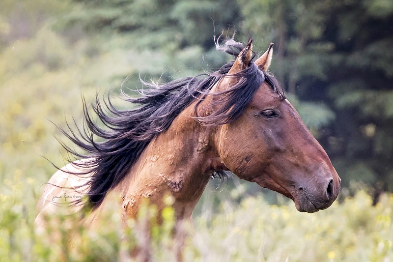 Alberta’s Wild Horses, The Wild Horses of Alberta Society (WHOAS) June Fox, FotosbyFox